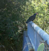 Turkey Buzzard on Johnson Avenue at the creek