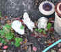 bunnies.jpg (92884 bytes)