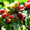 Description: Cuban coffee beans