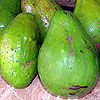 Description: Cuban advocados