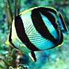 Description: Cuban tropical fish