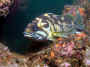 deepsea2.jpg (83338 bytes)