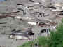elephan_seals.jpg (97618 bytes)
