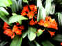 flowers.jpg (70205 bytes)