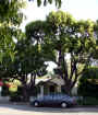 house&trees.jpg (101501 bytes)