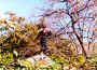 mark_&_persimmon_tree.jpg (238463 bytes)