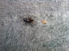 spider