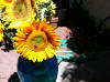 sunflower bee adjusted