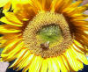 sunflowerbee