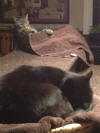tom&sprocket
