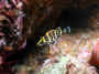 underwater_photography.jpg (72875 bytes)