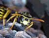wasp