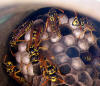 wasps